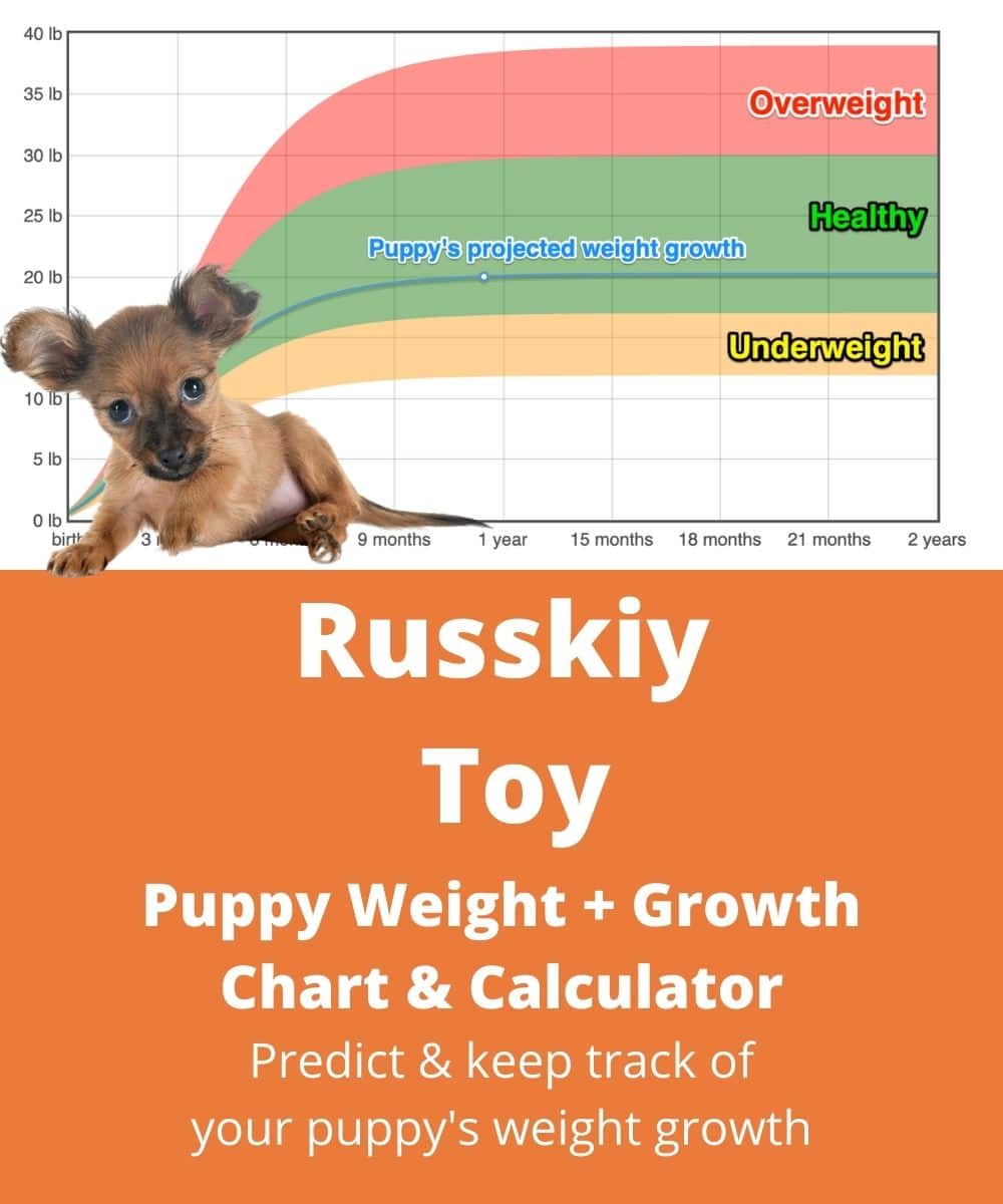 russian-toy-terrier Puppy Weight Growth Chart